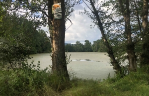 Bas-en-Basset : de la mortalité de poissons constatée dans l&#039;étang orange