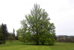 Yssingeaux : un hêtre du Château de Lavée labellisé « Arbre remarquable »