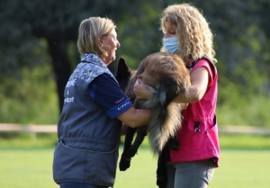 Yssingeaux : David Thibaut et Christelle Trevet sur le podium en sauvetage canin