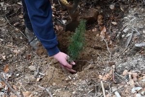 Yssingeaux : des collégiens de Jean-Monnet participent au reboisement d&#039;une forêt