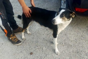 Une chienne recueillie à Saint-Julien-Chapteuil