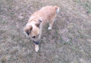 Deux chiens perdus à Retournac