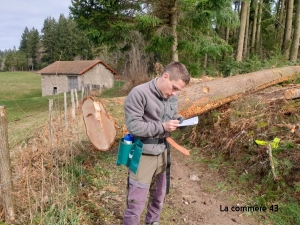 Monistrol-sur-Loire : un grand sapin de Noël offert sur la place Néron