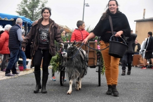 La chèvre du Massif-Central joue les belles ce dimanche à Saint-Front (vidéo)