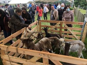 La chèvre du Massif-Central joue les belles ce dimanche à Saint-Front (vidéo)