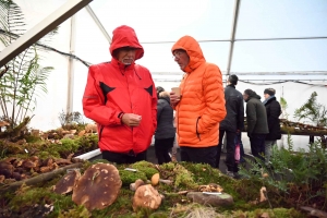 Le champignon est le roi des forêts et de Saint-Bonnet-le-Froid (vidéo)