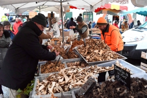 Le champignon est le roi des forêts et de Saint-Bonnet-le-Froid (vidéo)