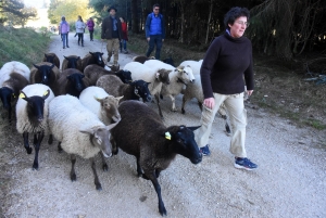 Saint-Julien-Molhesabate : une bergère, des brebis et des randonneurs en transhumance (vidéo)