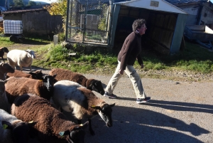 Saint-Julien-Molhesabate : une bergère, des brebis et des randonneurs en transhumance (vidéo)