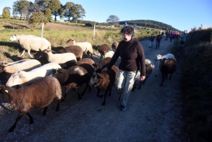 Saint-Julien-Molhesabate : une bergère, des brebis et des randonneurs en transhumance (vidéo)