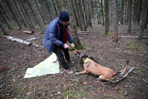 Une équipe de France de chien de sauvetage s&#039;entraîne à Yssingeaux (vidéo)