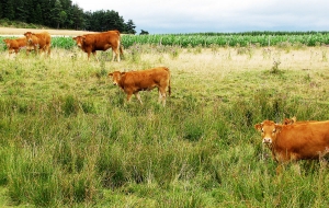 Freycenet-la-Tour : un diagnostic agricole à découvrir le 12 décembre