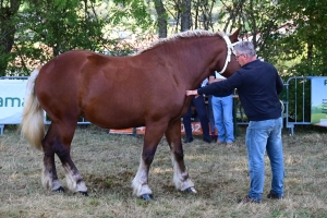 Un mini-Salon de l&#039;agriculture ce dimanche à Saint-Julien-du-Pinet