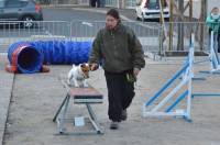 Démonstration d&#039;agility par le club canin.