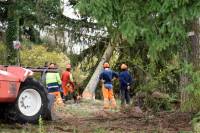 Monistrol-sur-Loire : les derniers arbres de l&#039;ancien camping tombent