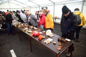 Les visiteurs pousssent comme des champignons à Saint-Bonnet-le-Froid (vidéo)