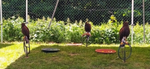 Yssingeaux : les enfants au plus près des rapaces