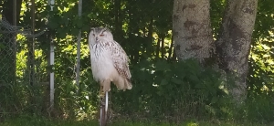 Yssingeaux : les enfants au plus près des rapaces