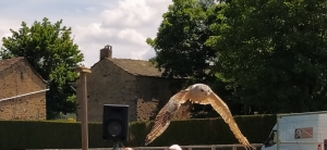 Yssingeaux : les enfants au plus près des rapaces