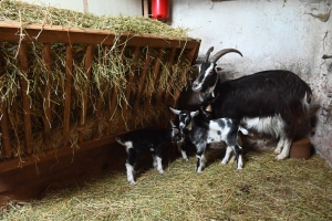 Insolite : des triplés pour quatre chèvres d&#039;un élevage aux Vastres