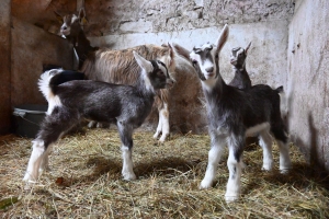 Insolite : des triplés pour quatre chèvres d&#039;un élevage aux Vastres