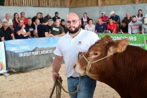 A La Chapelle-d&#039;Aurec, de jeunes taureaux sans cornes de race limousine vendus aux enchères