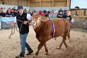 A La Chapelle-d&#039;Aurec, de jeunes taureaux sans cornes de race limousine vendus aux enchères