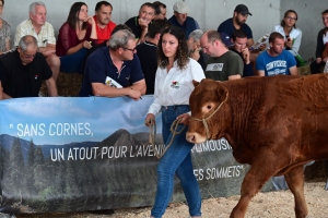 A La Chapelle-d&#039;Aurec, de jeunes taureaux sans cornes de race limousine vendus aux enchères