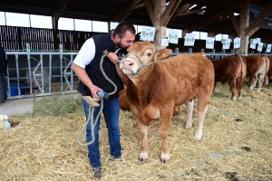 A La Chapelle-d&#039;Aurec, de jeunes taureaux sans cornes de race limousine vendus aux enchères