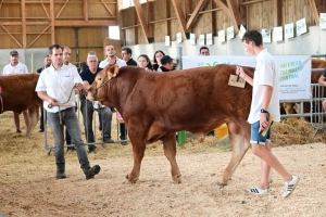 A La Chapelle-d&#039;Aurec, de jeunes taureaux sans cornes de race limousine vendus aux enchères