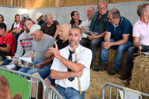 A La Chapelle-d&#039;Aurec, de jeunes taureaux sans cornes de race limousine vendus aux enchères