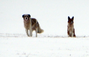 Une meute de chiens inquiète entre Saint-Front et Les Estables