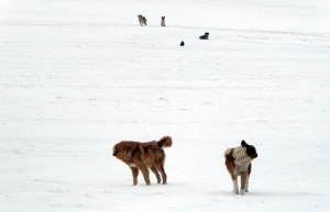 Une meute de chiens inquiète entre Saint-Front et Les Estables