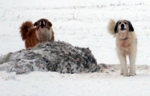 Une meute de chiens inquiète entre Saint-Front et Les Estables