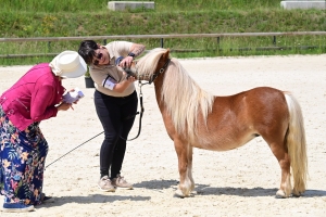 Equitation : 95 poneys Shetland ont concouru à Yssingeaux