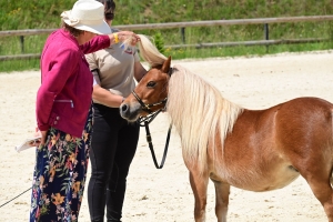 Equitation : 95 poneys Shetland ont concouru à Yssingeaux