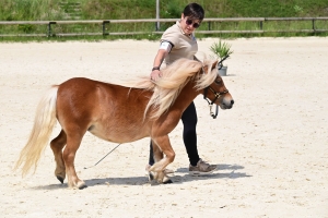 Equitation : 95 poneys Shetland ont concouru à Yssingeaux