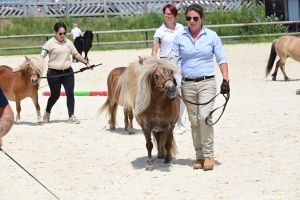 Equitation : 95 poneys Shetland ont concouru à Yssingeaux