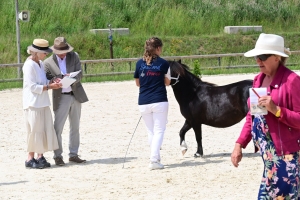 Equitation : 95 poneys Shetland ont concouru à Yssingeaux