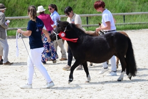 Equitation : 95 poneys Shetland ont concouru à Yssingeaux