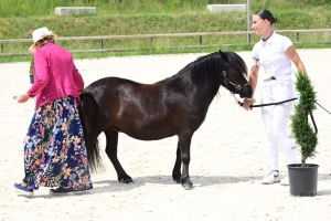 Equitation : 95 poneys Shetland ont concouru à Yssingeaux