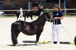 Equitation : 95 poneys Shetland ont concouru à Yssingeaux