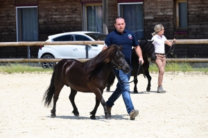 Equitation : 95 poneys Shetland ont concouru à Yssingeaux