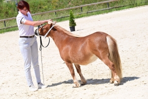 Equitation : 95 poneys Shetland ont concouru à Yssingeaux