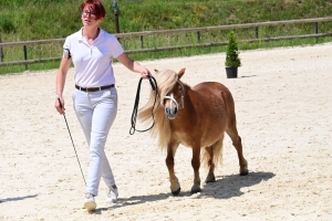 Equitation : 95 poneys Shetland ont concouru à Yssingeaux