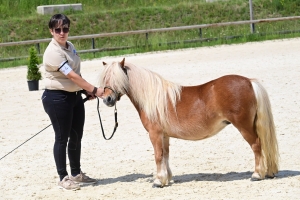 Equitation : 95 poneys Shetland ont concouru à Yssingeaux