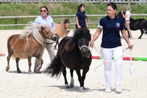 Equitation : 95 poneys Shetland ont concouru à Yssingeaux