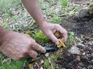 Valprivas : le champignon dans tous ses états