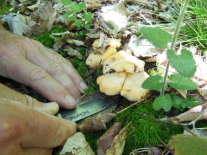 Valprivas : le champignon dans tous ses états