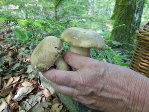 Valprivas : le champignon dans tous ses états